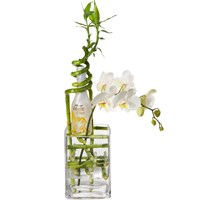 Blumenversand; Edler Gl?cksbringer mit WHITE Secco Piccolo (20cl)